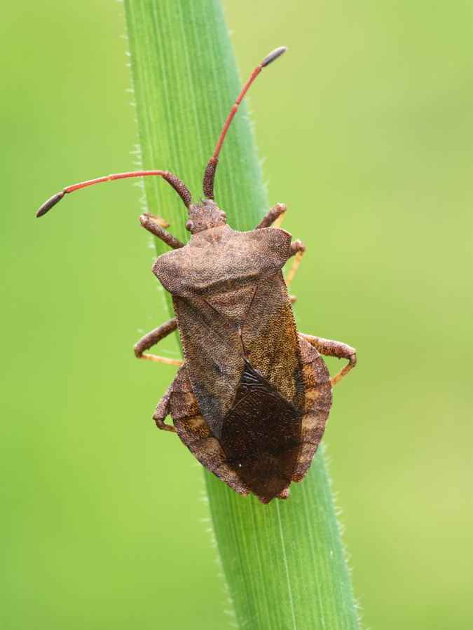 Squash Bug 2